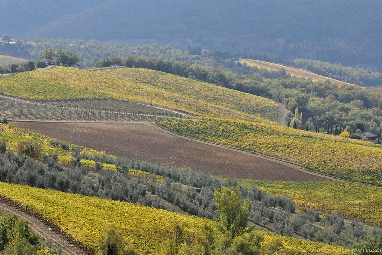 Paesaggio del Chianti